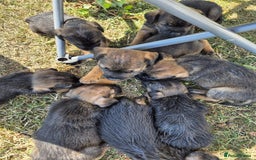 Border Terrier dogs for sale: Border terrier  - Image 2