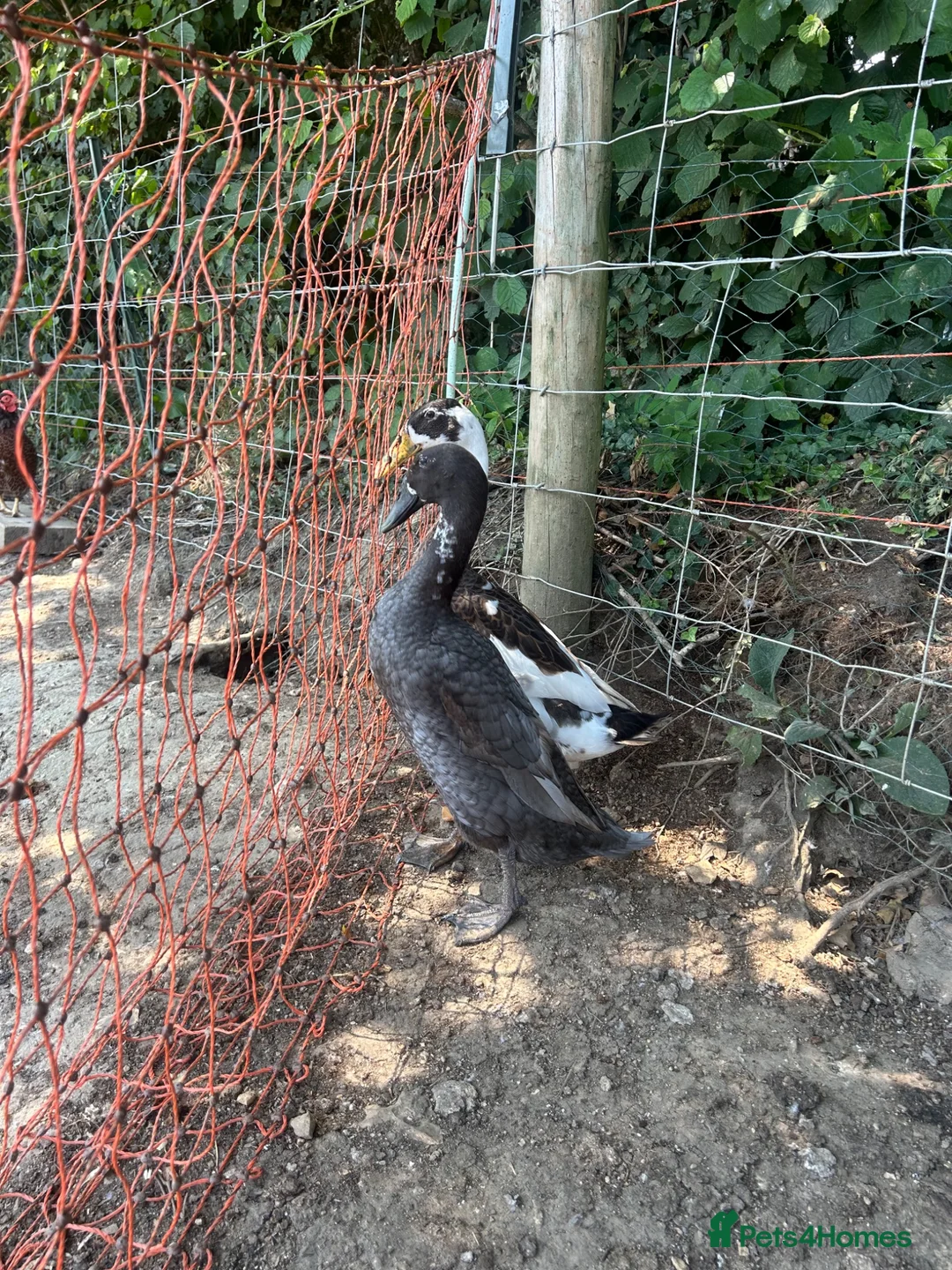 Ducks poultry for sale: Pair of Indian Runner ducks in Dorchester - Advert 1