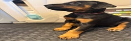 Dobermann dogs for sale: Litter of 9 beautiful Doberman puppies - Advert 9