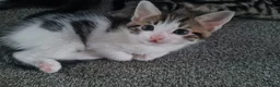 Mixed Breed cats for sale: Kittens - Advert 11