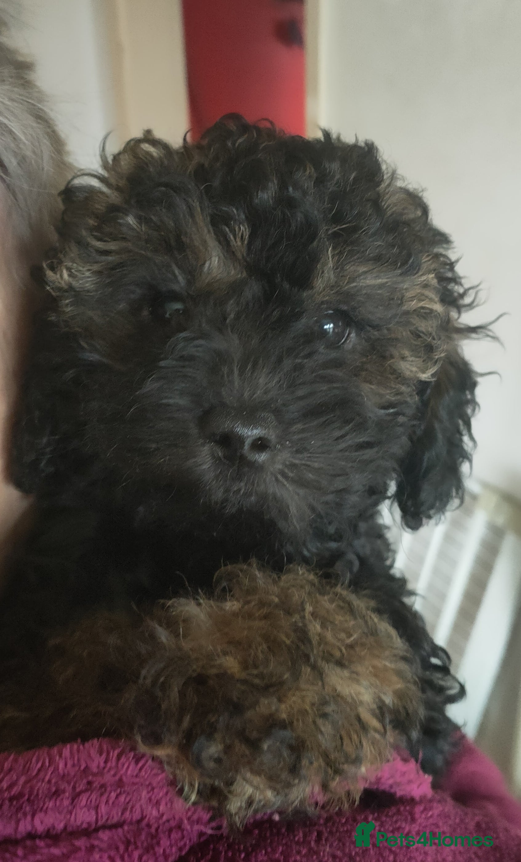 Shihpoo dogs F1b Fully Health Tested Shihpoo (1 boy left) - Advert 1