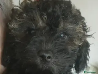 Shihpoo dogs F1b Fully Health Tested Shihpoo (1 boy left) - Advert 1