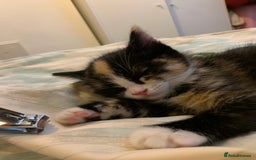 Maine Coon cats for sale: mixed breed kitten for sale  - Image 9