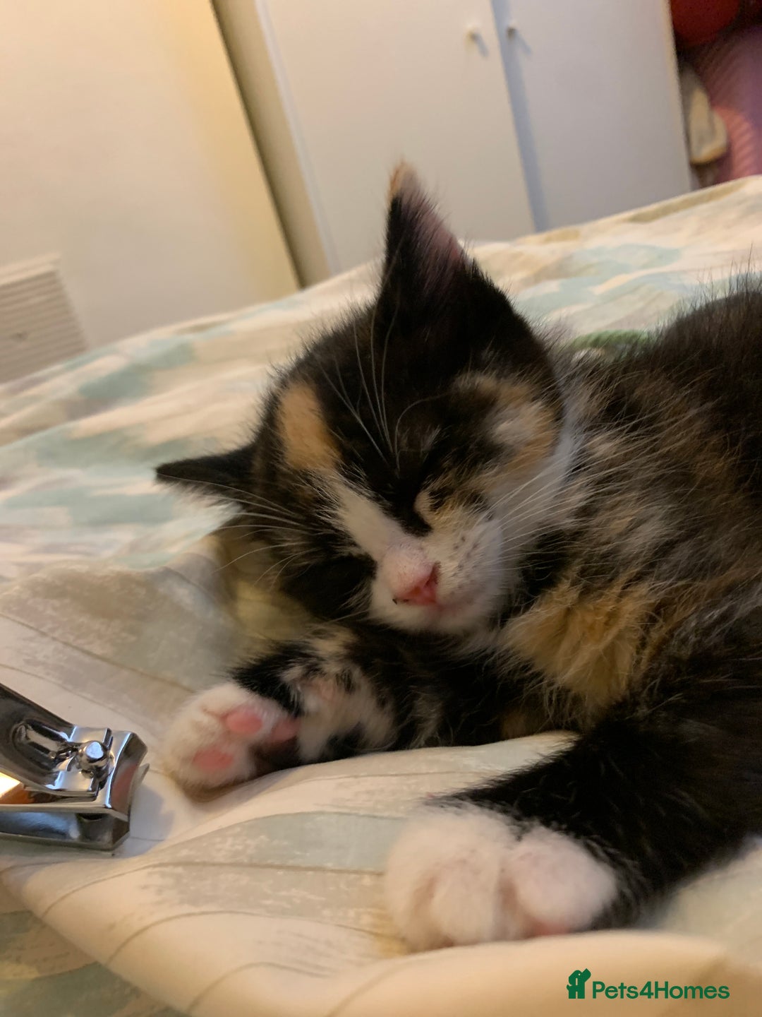 Maine Coon cats for sale: mixed breed kitten for sale  - Image 9