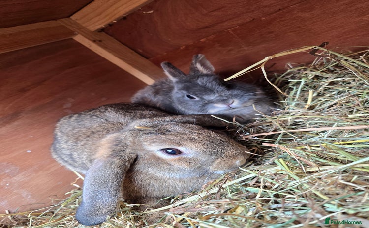 Mixed Breed rabbits - Advert 9