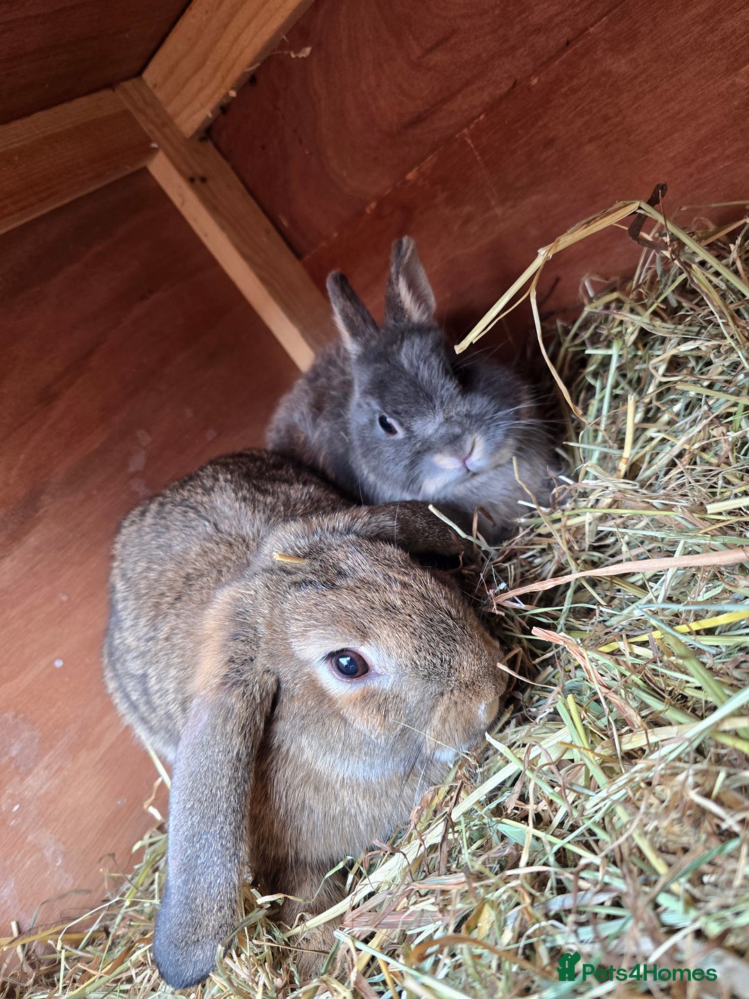 Mixed Breed rabbits for sale: Pair of bucks - Image 1