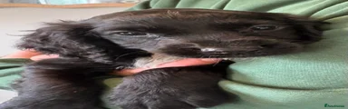 Cocker Spaniel 3