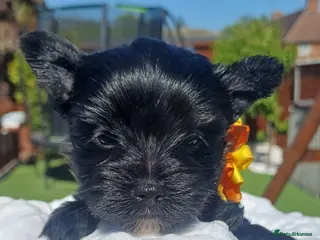 Yorkshire Terrier dogs Beautiful Rare Black Mini Yorkshire Terrier - Advert 18