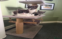Mixed Breed cats for sale: Beautiful litter of home reared kittens  - Image 1