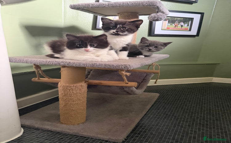 Mixed Breed cats - Advert 8