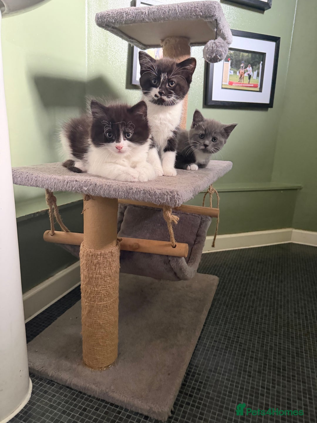 Mixed Breed cats for sale: Beautiful litter of home reared kittens  - Image 1