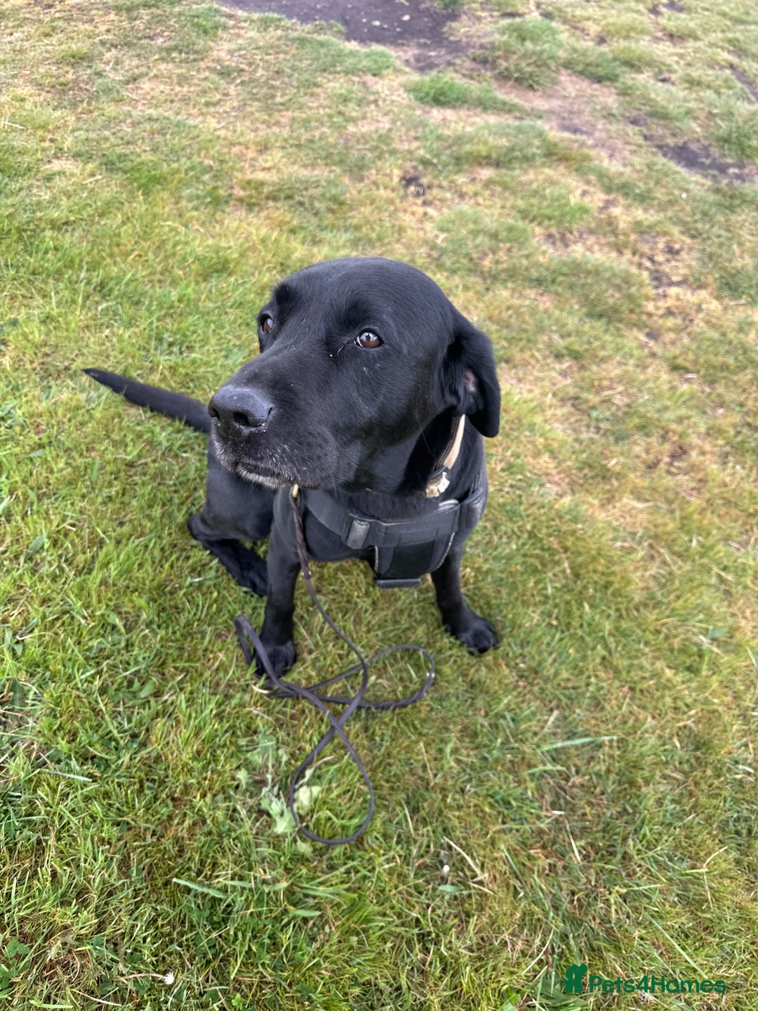 Labrador Retriever dogs for sale: 9 Beautiful Labrador retriever puppies  - Advert 5