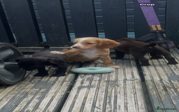 Cocker Spaniel dogs for sale: KC Working Cocker Spaniels available now - Image 17