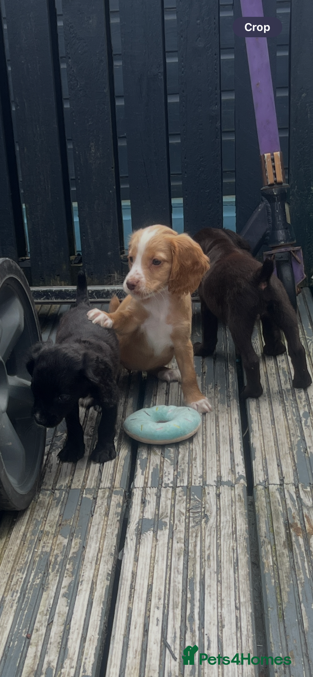 Cocker Spaniel dogs for sale: KC Working Cocker Spaniels available now - Image 17