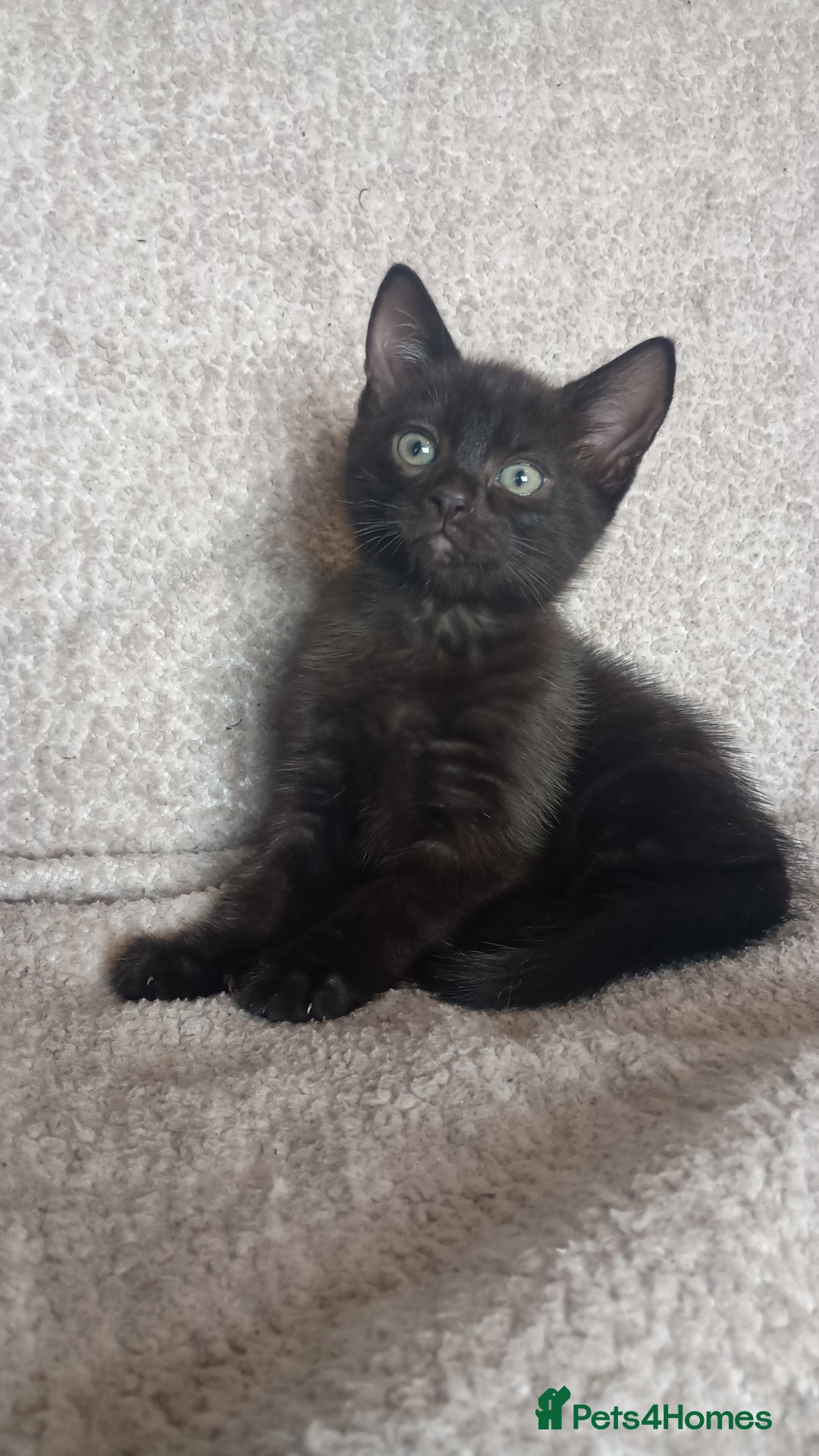 British Shorthair cats for sale: Beautiful black short haired kittens - Image 2