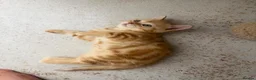 Scottish Fold cats for sale: Miss Scottish straight Ginger  - Advert 8