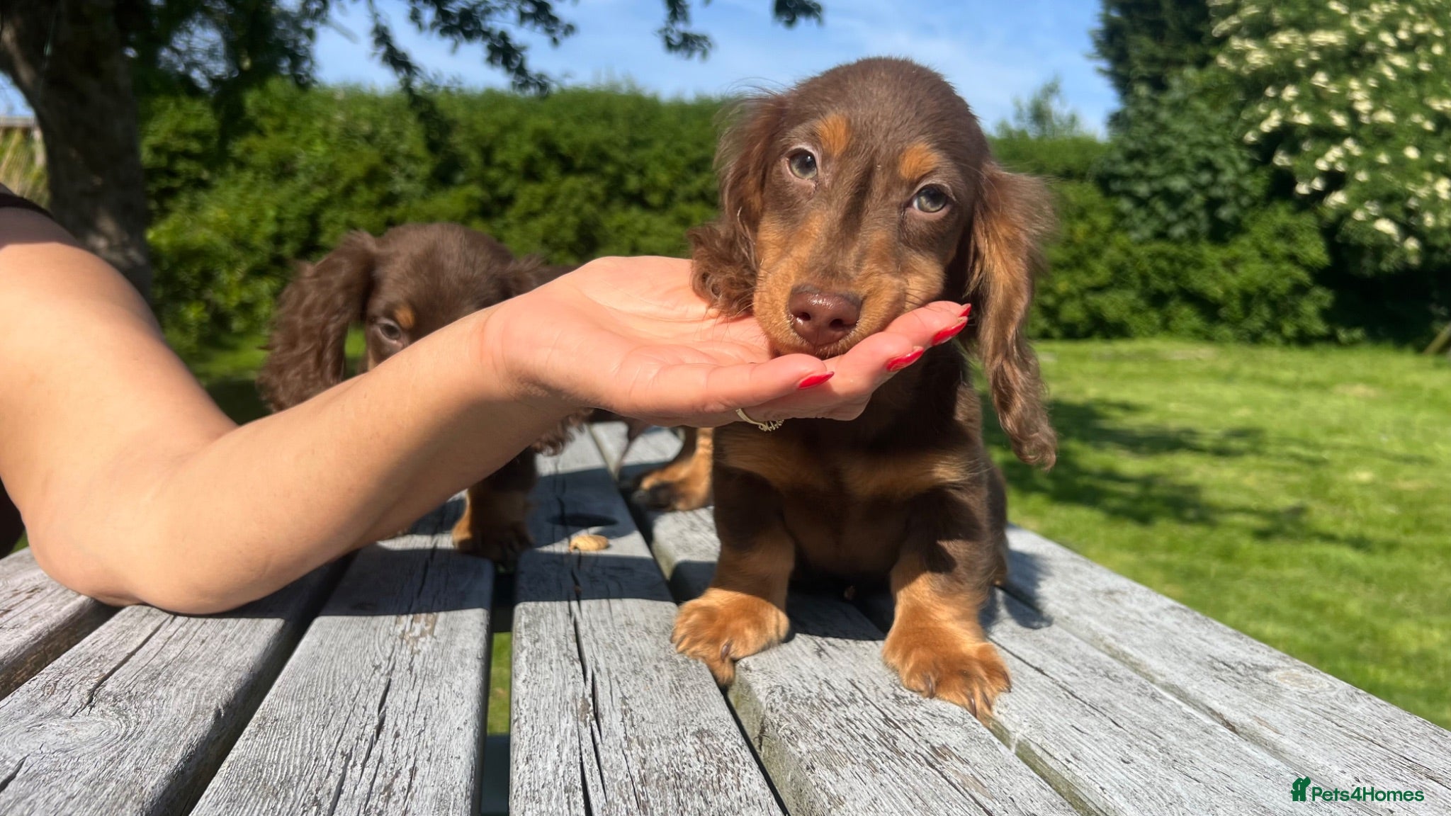 Miniature Dachshund dogs Reduced Price - Beautiful Longhair Boys Available - Advert 1