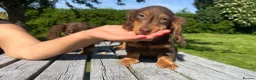 Miniature Dachshund dogs for sale: Reduced Price - Beautiful Longhair Boys Available - Advert 2
