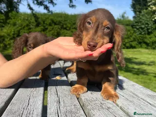 Miniature Dachshund dogs Reduced Price - Beautiful Longhair Boys Available - Advert 1