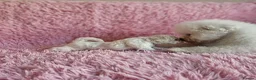 Bichon Frise dogs for sale: Bichon Frise puppy's  - Advert 13