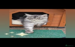 Maine Coon cats for stud: 3 amaizing cats available for stud duties! - Image 6