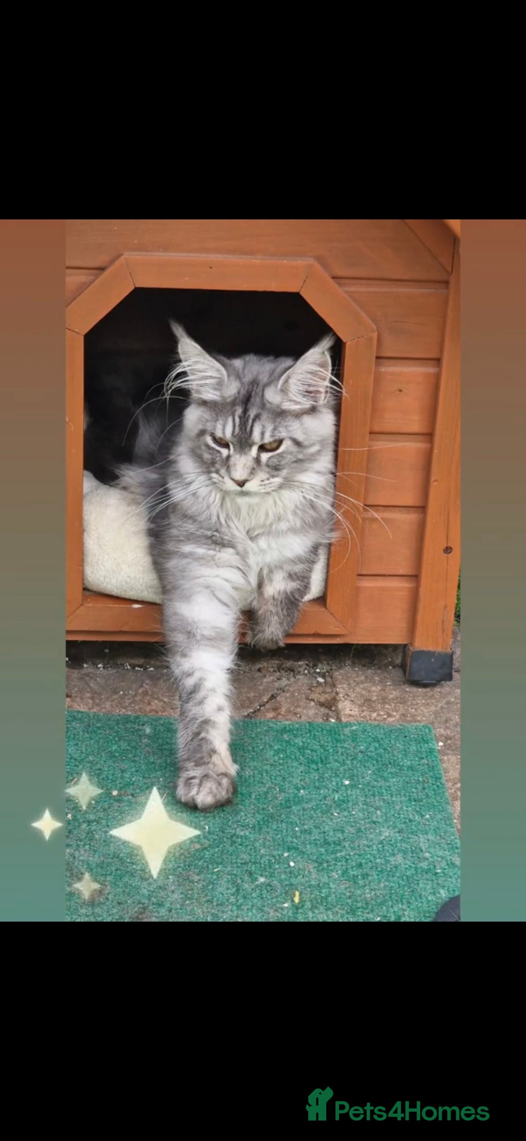 Maine Coon cats for stud: 3 amaizing cats available for stud duties! - Image 6