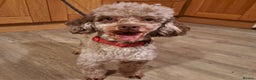 Miniature Poodle dogs for stud: Proven Chocolate Merle Poodle available for stud in Saint Austell - Advert 2