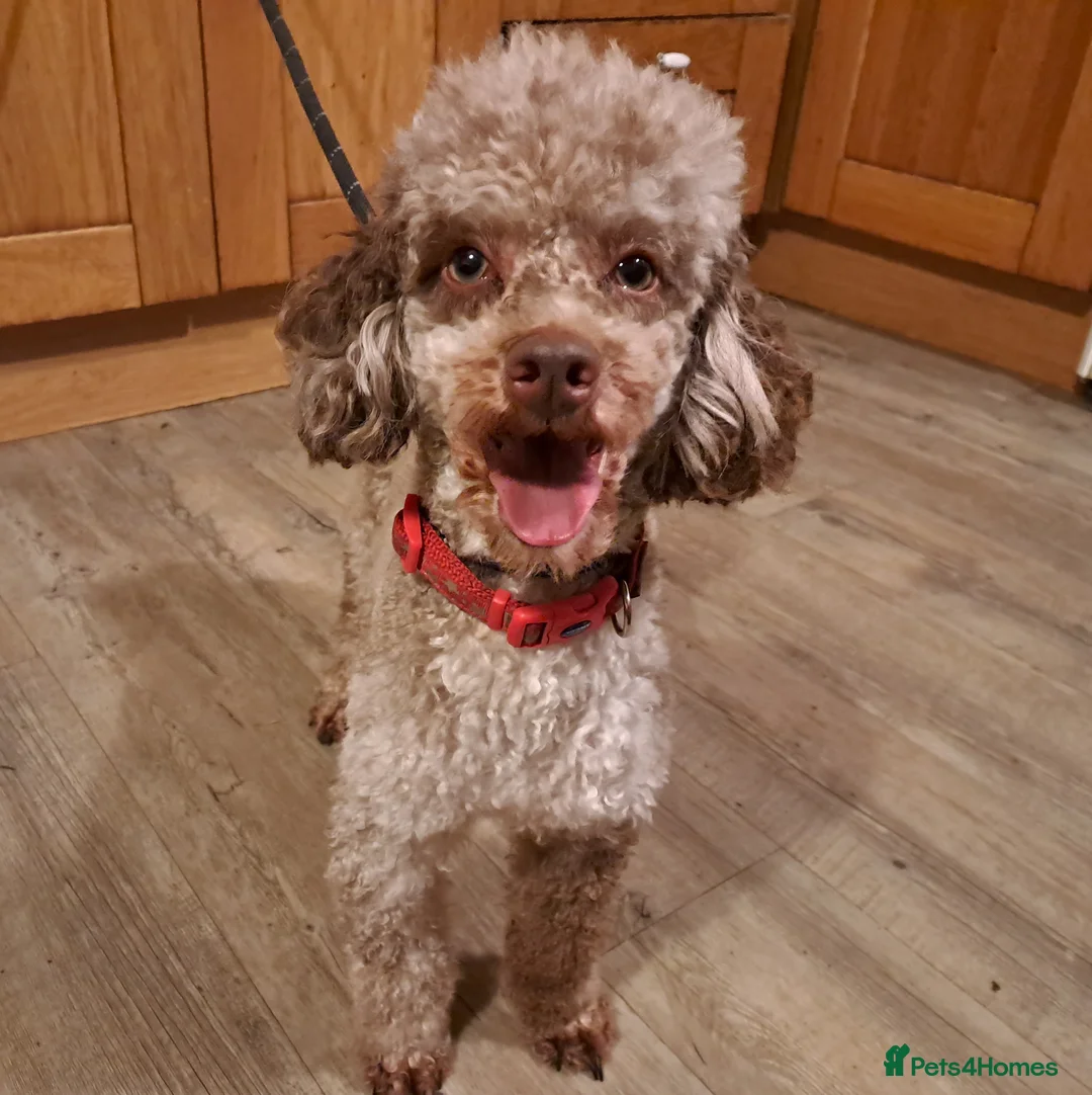 Miniature Poodle dogs for stud: Proven Chocolate Merle Poodle available for stud in Saint Austell - Advert 2