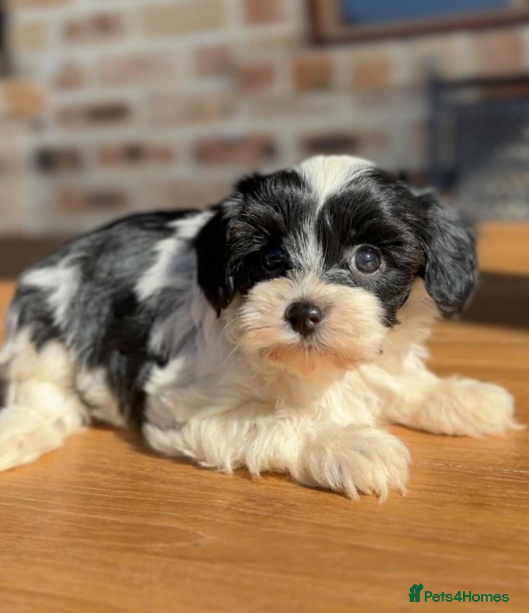 Cavapoo dogs for sale: Beautiful purebred Cavapoo Puppies - Image 11
