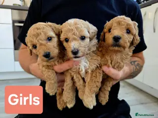 Miniature Poodle dogs Miniature Poodles RED DNA tested Manchester - Advert 10