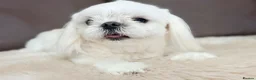 Maltese dogs for sale: Full Korean Male Maltese - Advert 11