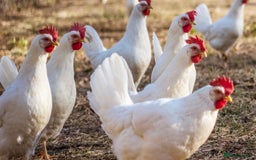 Chickens poultry for sale: Pol Hens For Sale - Image 6