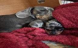 Miniature Dachshund dogs for sale: Silver Dapple Minature Dachshund  - Image 10