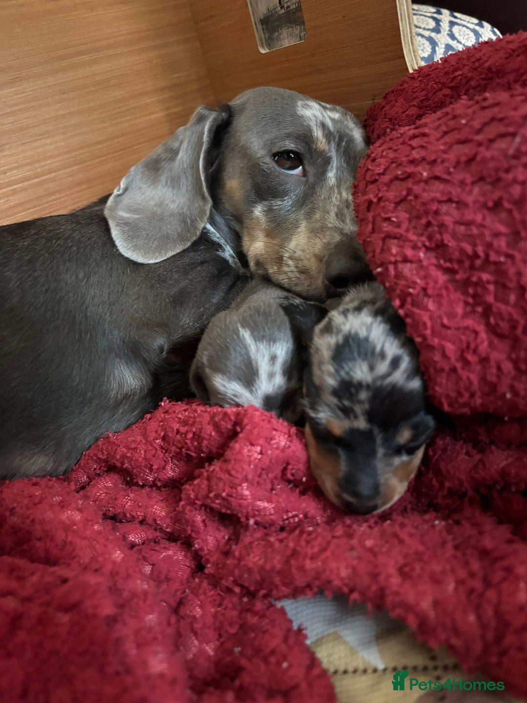 Miniature Dachshund dogs for sale: Silver Dapple Minature Dachshund  - Image 10