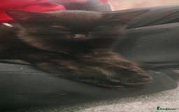 European cats for sale: Kittens looking for homes - Image 5