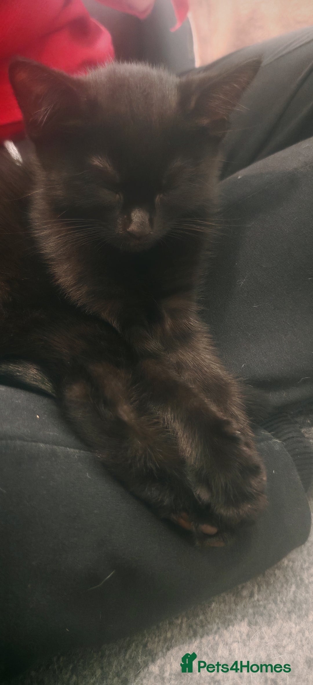 European cats for sale: Kittens looking for homes - Image 5