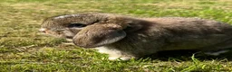 Mini Lop rabbits for sale: Beautiful Mini Lops - Advert 8