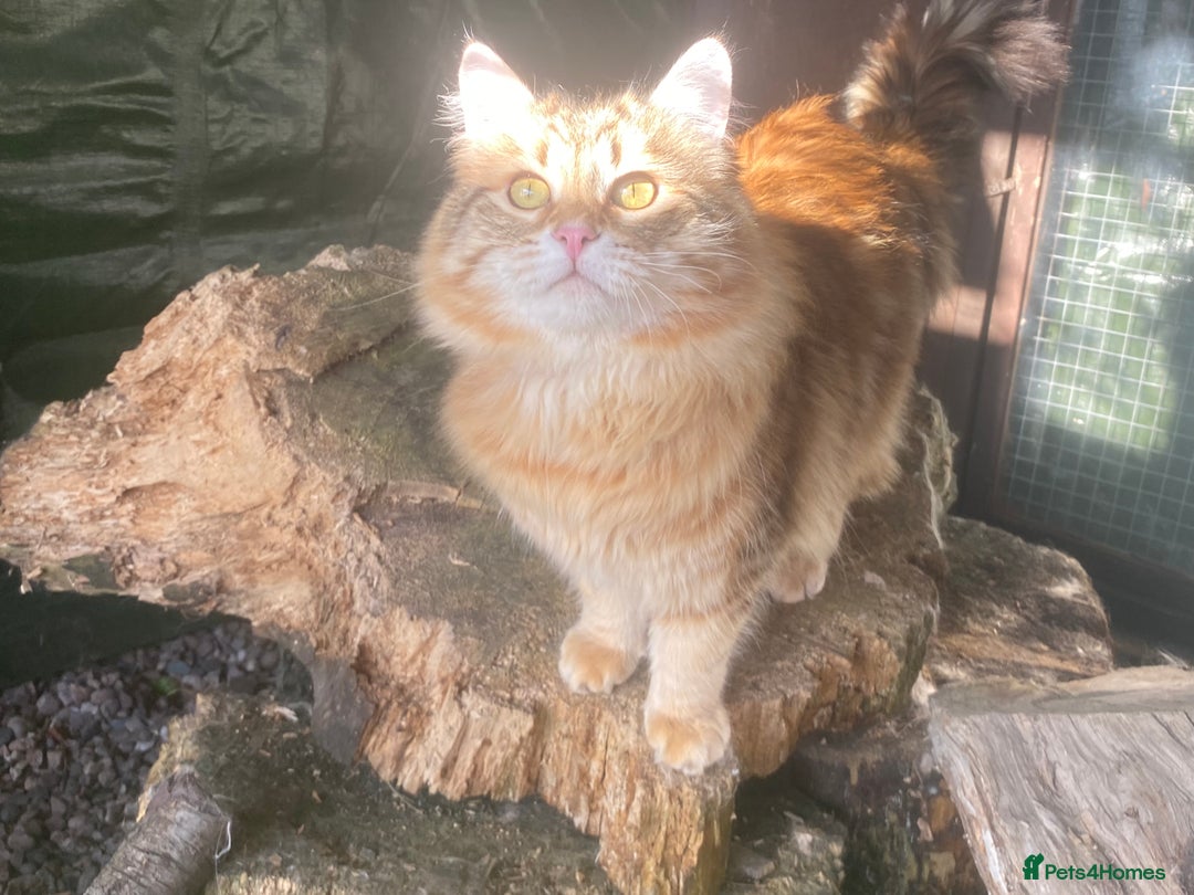 Siberian cats for sale: 🤎💚Gorgeous Traditional Siberian Babies💚🤎 - Image 13