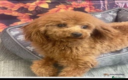 Toy Poodle dogs for stud: 5 ⭐️ licenced breeder Toy Poodle for Stud in Prudhoe - Image 1