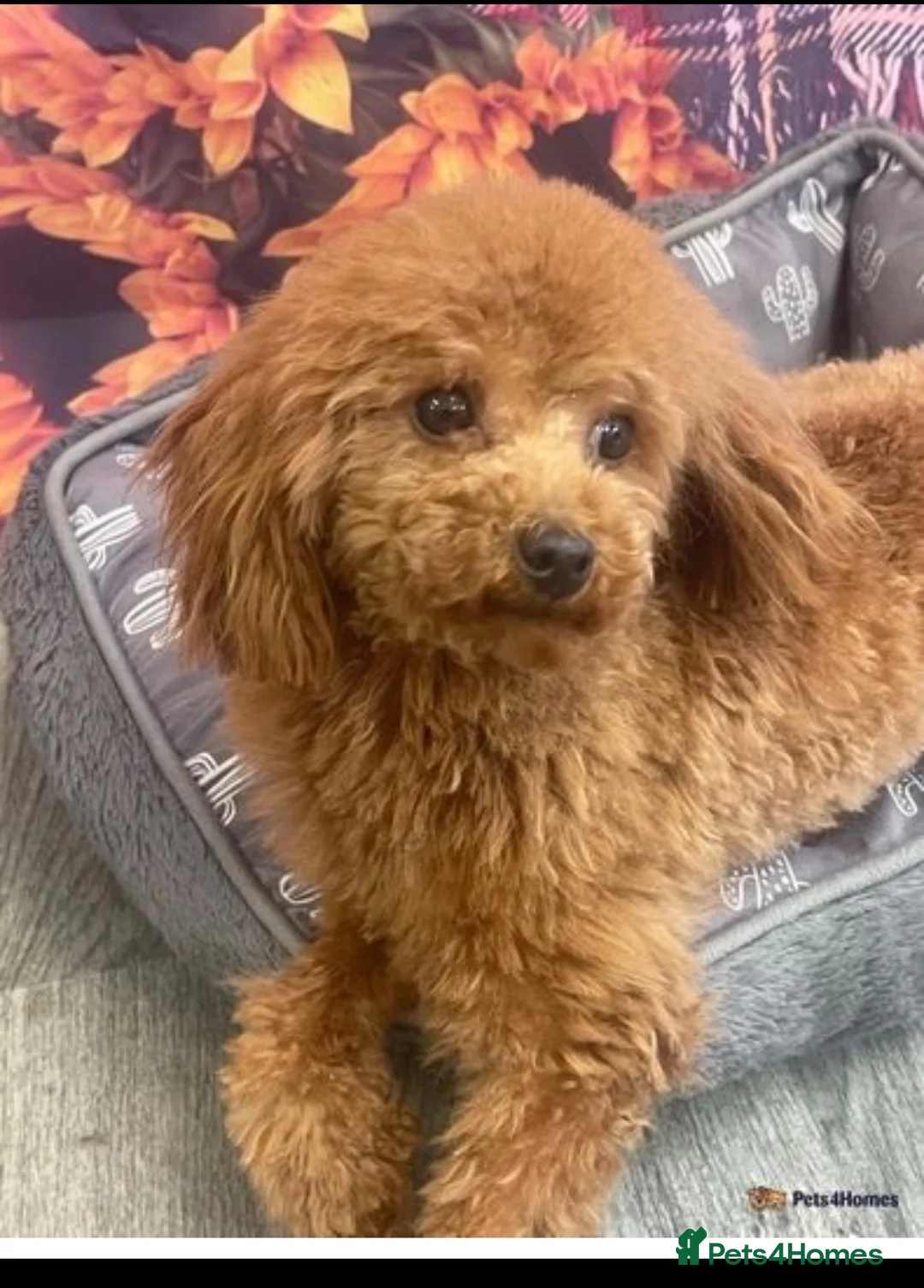 Toy Poodle dogs for stud: 5 ⭐️ licenced breeder Toy Poodle for Stud in Prudhoe - Advert 1