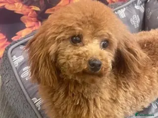 Toy Poodle dogs 5 ⭐️ licenced breeder Toy Poodle for Stud in Prudhoe - Advert 8