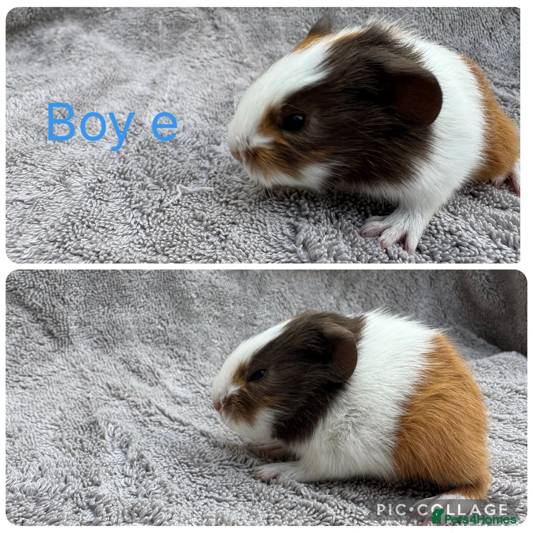 Guinea Pig rodents for sale: Boar guinea pigs - Advert 6