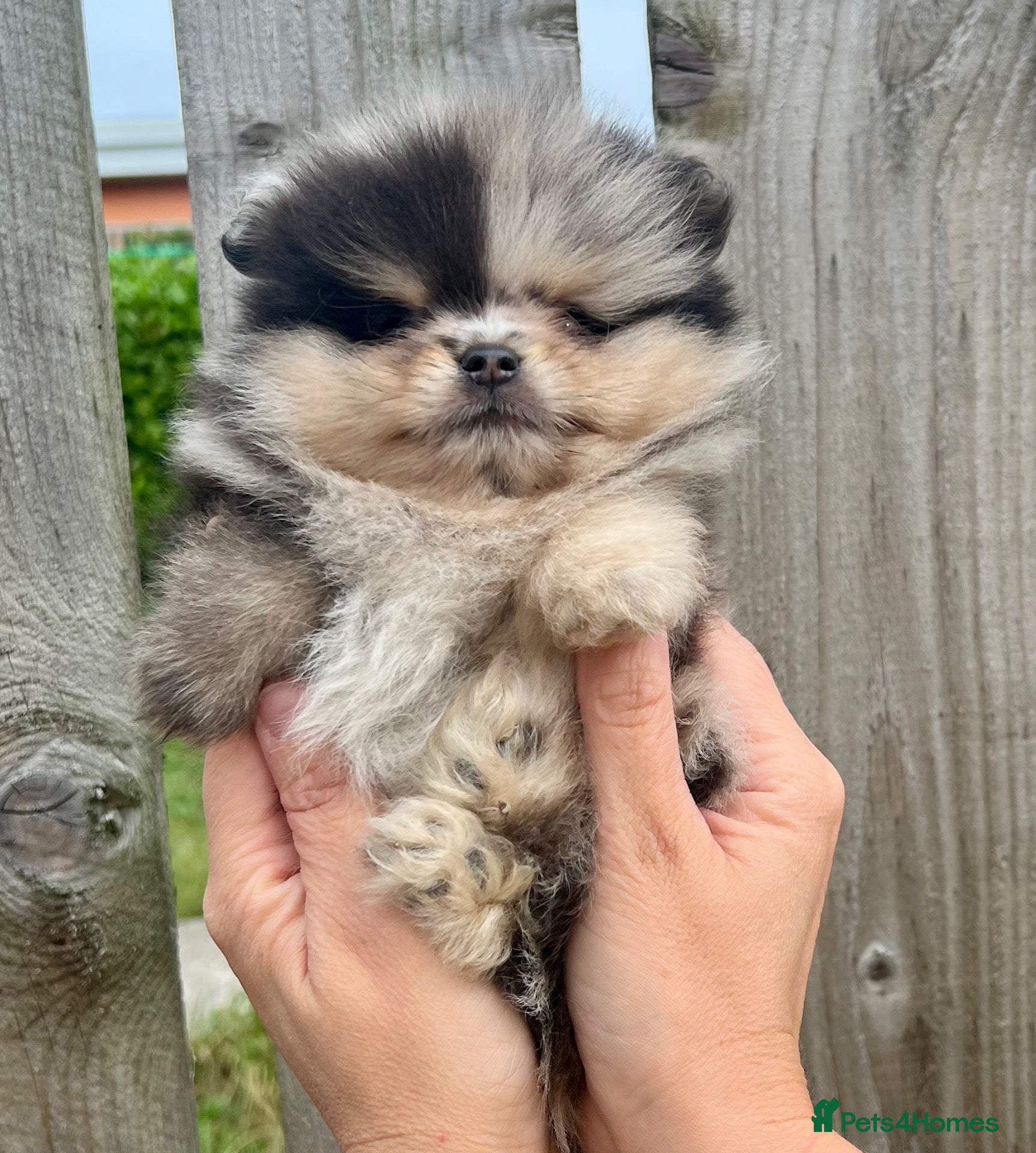 Pomeranian dogs  **  TEDDY BEAR POMS - Advert 2