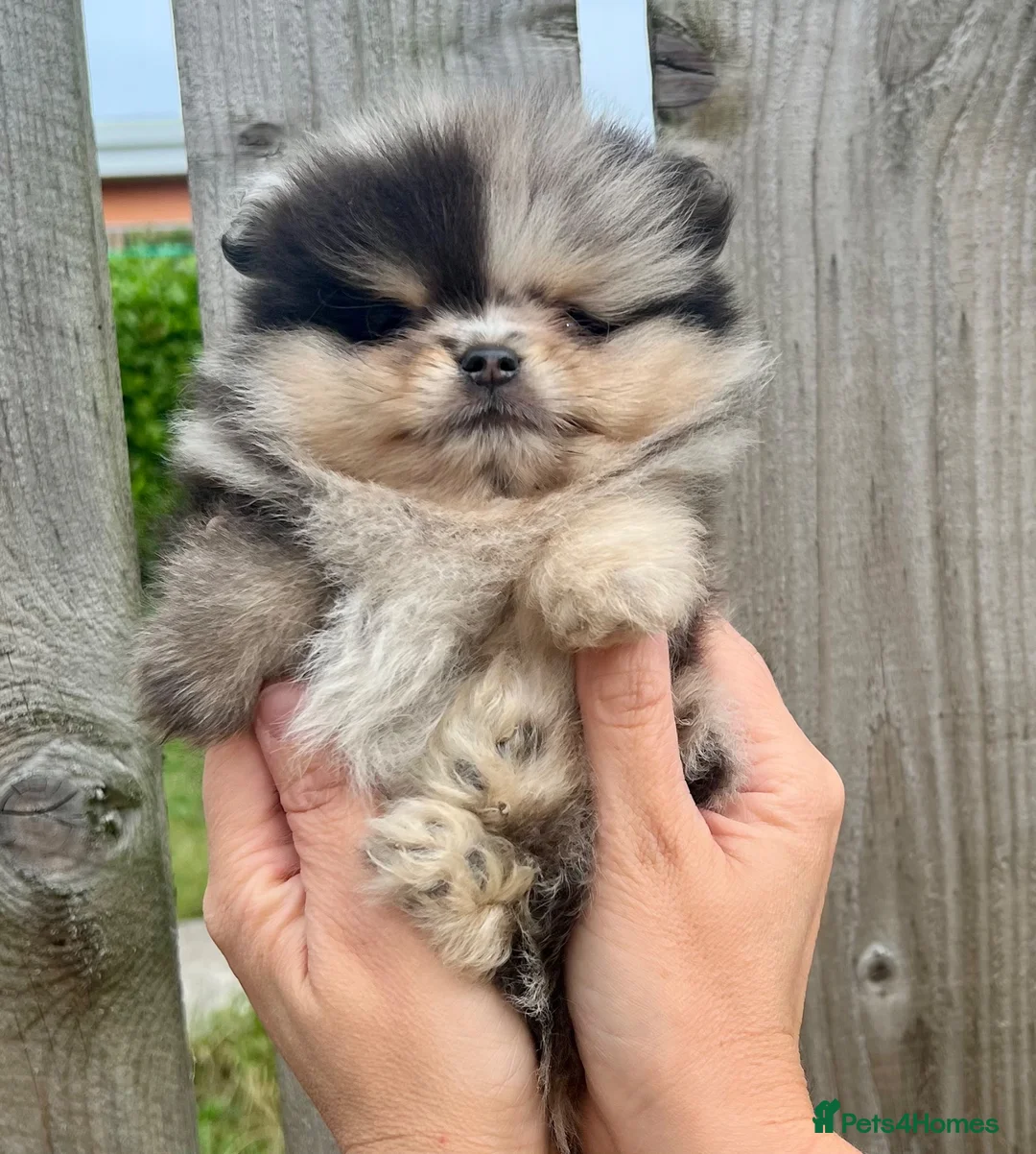 Pomeranian dogs for sale:  **  TEDDY BEAR POMS in Newcastle upon Tyne - Advert 2