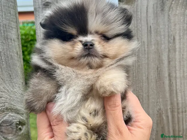 Pomeranian dogs for sale: ** ONLY 1 MALE TEDDY BEAR POMS ** - Advert 1