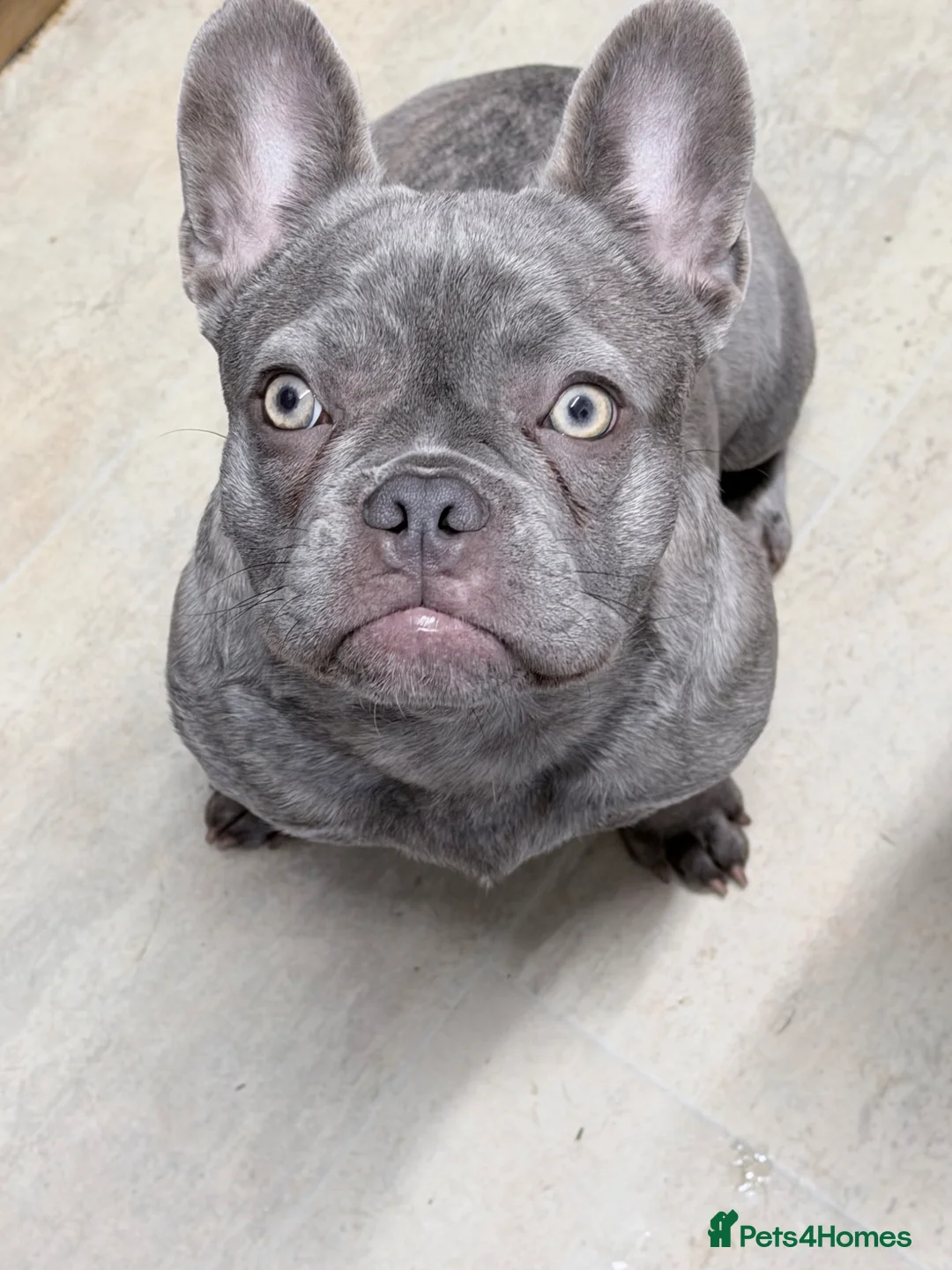 French Bulldog dogs for sale: 10 month old female french bulldog  in Southampton - Advert 5