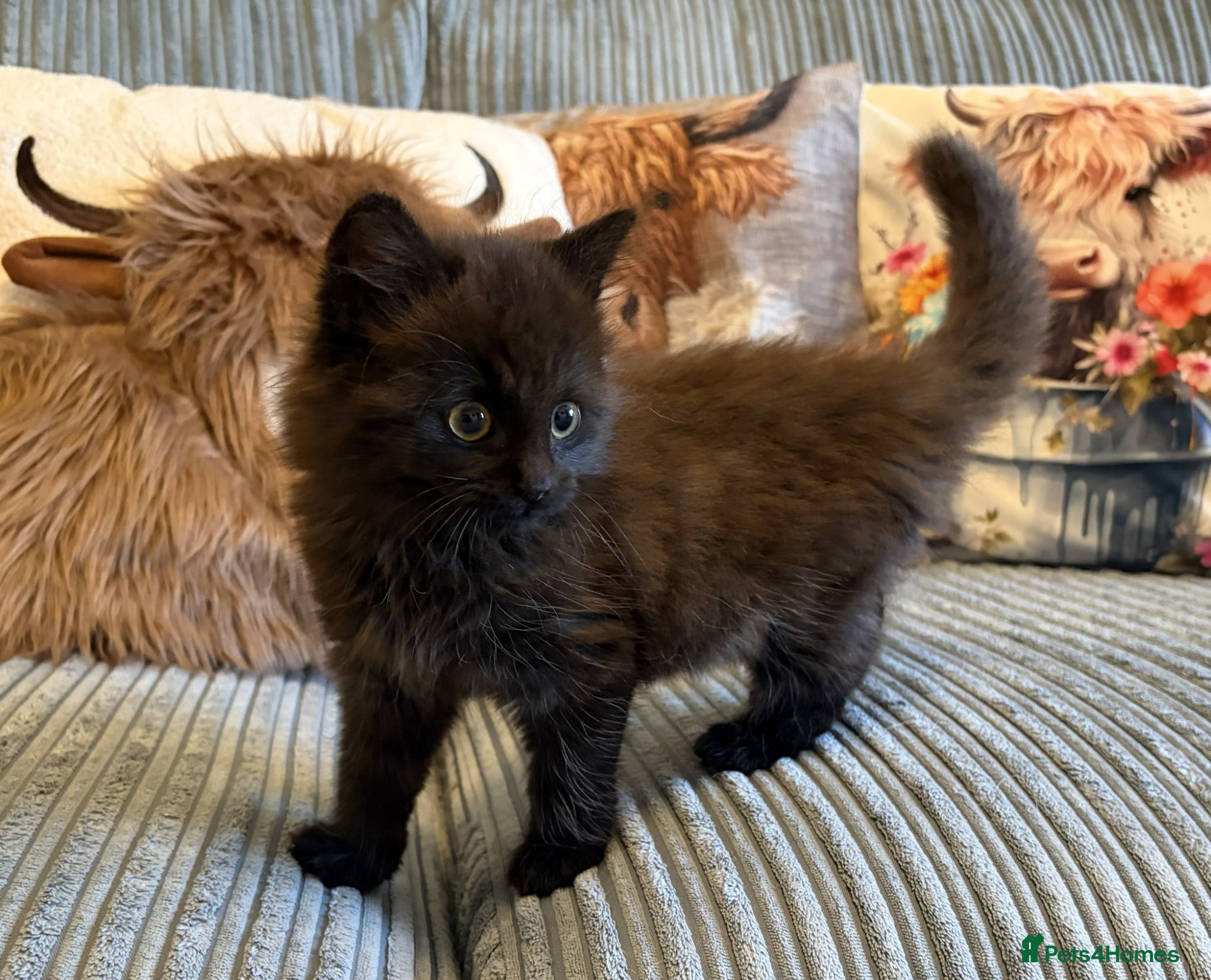 Ragdoll cats Gorgeous male brown ragdoll cross kitten for sale - Advert 2