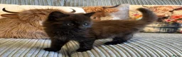 Ragdoll cats for sale: Gorgeous male brown ragdoll cross kitten for sale - Advert 1