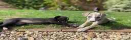 Whippet dogs for sale: KC Registered Pedigree Whippet Puppies for Sale in Salisbury - Advert 9