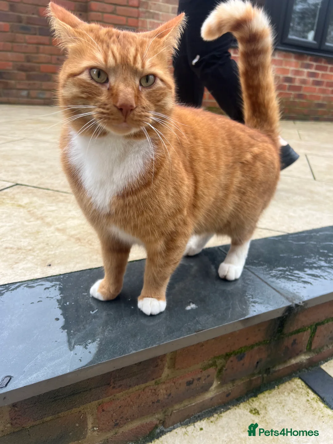 Mixed Breed cats for sale: READY TO RESERVE   in Southampton - Advert 8